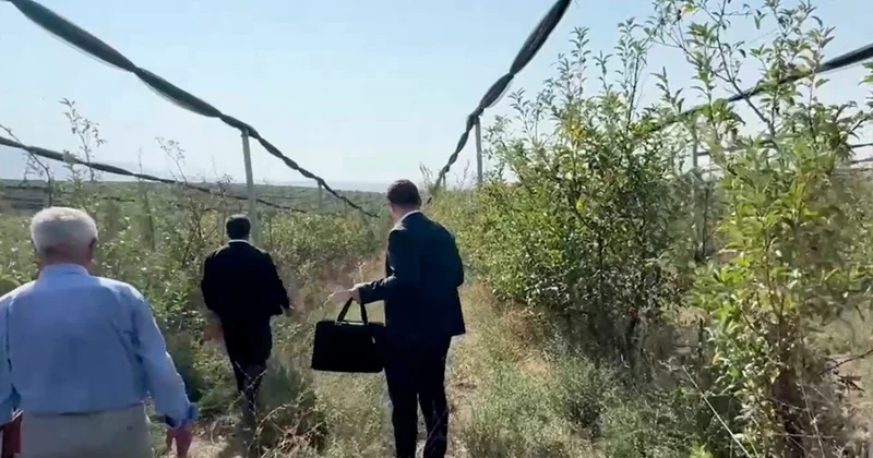 Шымкентте мемлекеттік бағдарлама аясында интенсивті алма бағына бөлінген қаржы жымқырылды