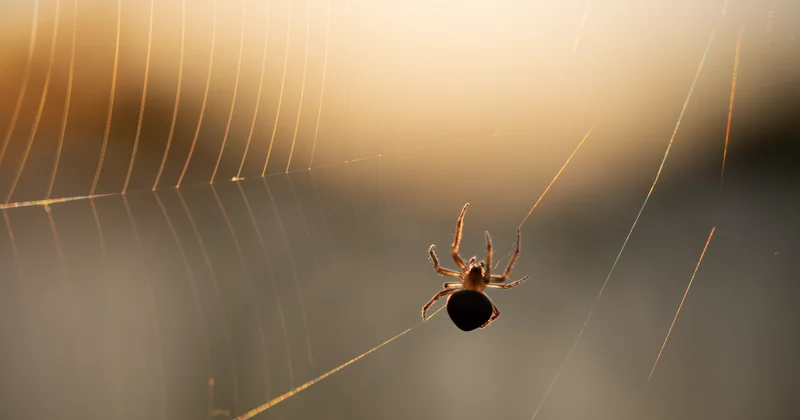 Паук залез женщине в ухо и прожил в нем неделю