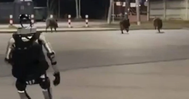Робот прогнал диких кабанов в лес: уникальное видео из Польши завирусилось в соцсетях
