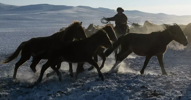 Ұрланған малды заңдастырған: құрамына ветеринар дәрігерлер кірген қылмыстық топ анықталды
