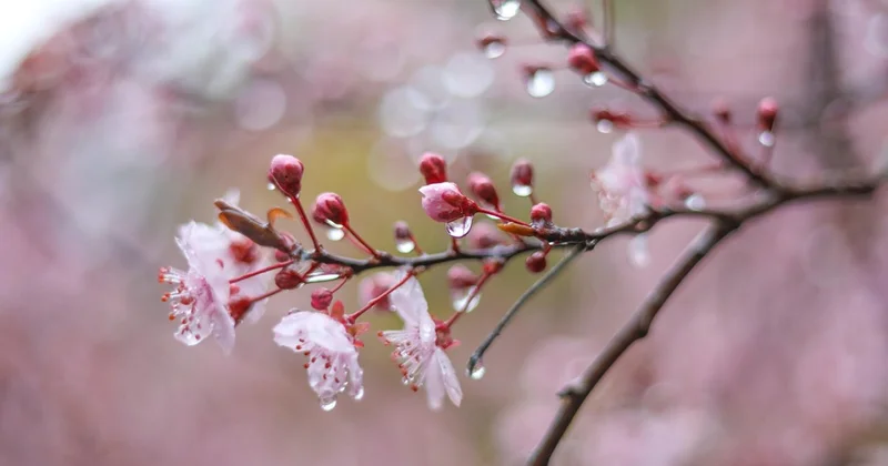 Похолодание и дожди прогноз погоды на 16 апреля