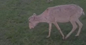 Батыс Қазақстанда киіктердің малға ауру таратып жатқаны рас па