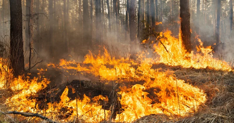 В области Абай тушат крупный лесной пожар: привлечены более 600 человек, прибыли министры