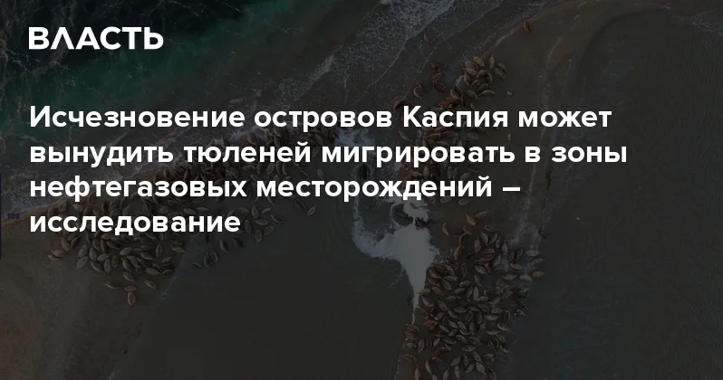 Исчезновение островов Каспия может вынудить тюленей мигрировать в зоны нефтегазовых месторождений исследование Аналитический интернет журнал Власть