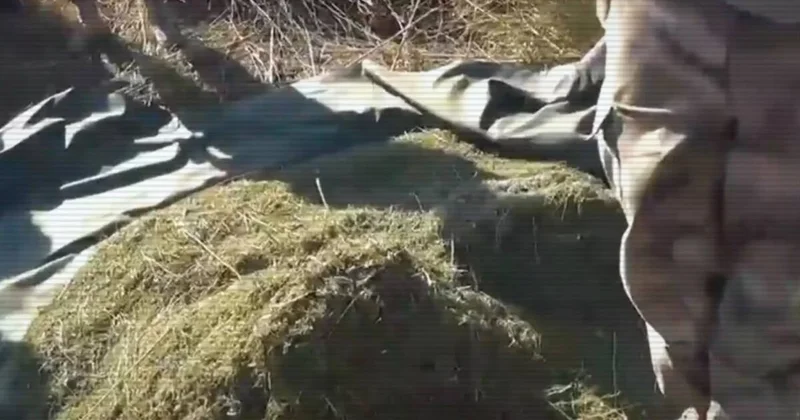 В Жамбылской области изъяли 120 кг марихуаны за одну операцию