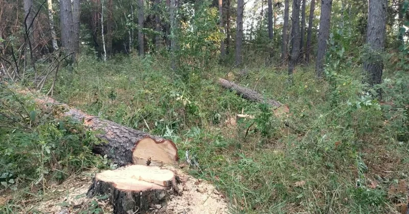 Вырубку более 500 сосен и берез расследуют в Акмолинской области