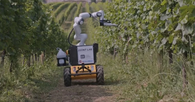 Италияда роботтар жүзім өсіреді