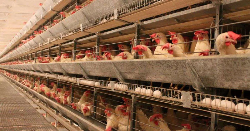 Холдинг хорошо, а кластер лучше