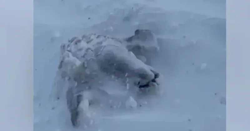 Қатып өлген . БҚО тұрғындары қалың қар астында қалып кеткен қойларын қолмен аршып алуда