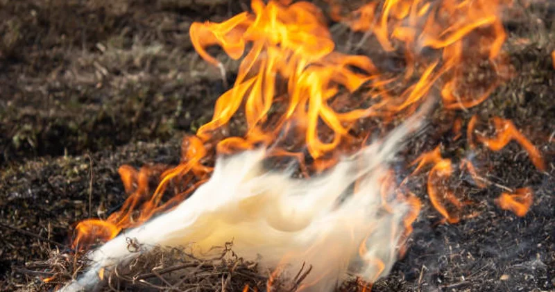 Отырар ауданында 260 тонна мақта өртеніп кетті