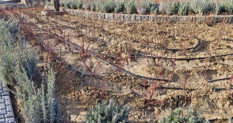 Город, который благоухает лавандой