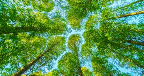 На 5,9% увеличилась территория лесных массивов в Казахстане