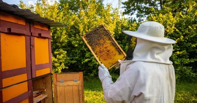 Ара шаруашылығы туралы заңға бірқатар өзгерістер енгізілді