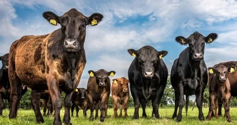 Проект комплексного плана развития животноводства готов Сапаров