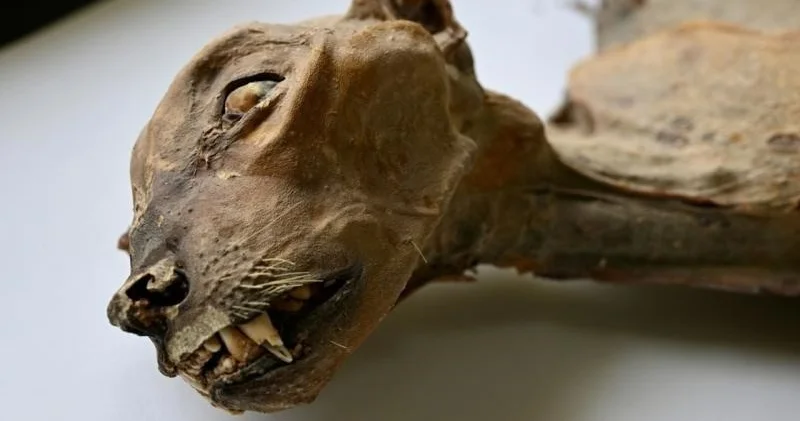 Сауд Арабиясындағы үңгірден гепардтың мумияланған қалдығы табылды