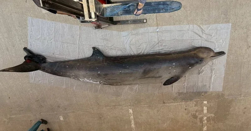 Редчайшее животное обнаружили в водах Таиланда