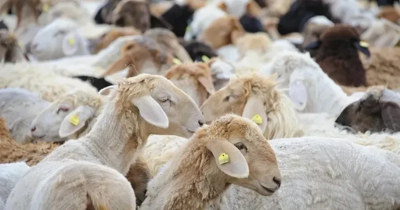 Алдағы бес жылда мал шаруашылығын жеңілдетілген несиелендіру тетігі арқылы дамыту көзделуде