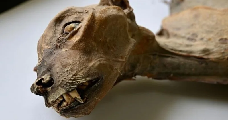 Сауд Арабиясында мумияланған қабылан сүйектері табылды