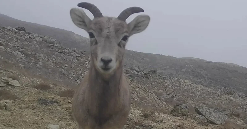Қызылсай табиғи паркіндегі жабайы жануарлар мен құстардың қыс мезгіліндегі тіршілігі көсетілді