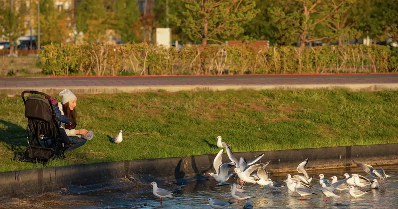 Аулада құстар мен иесіз жануарларға жем беретіндерге айыппұл салына ма