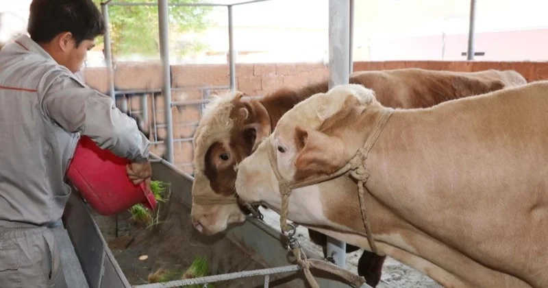 Жамбыл облысындағы ауыл шаруашылығы мәселелері кешенді түрде шешілмек