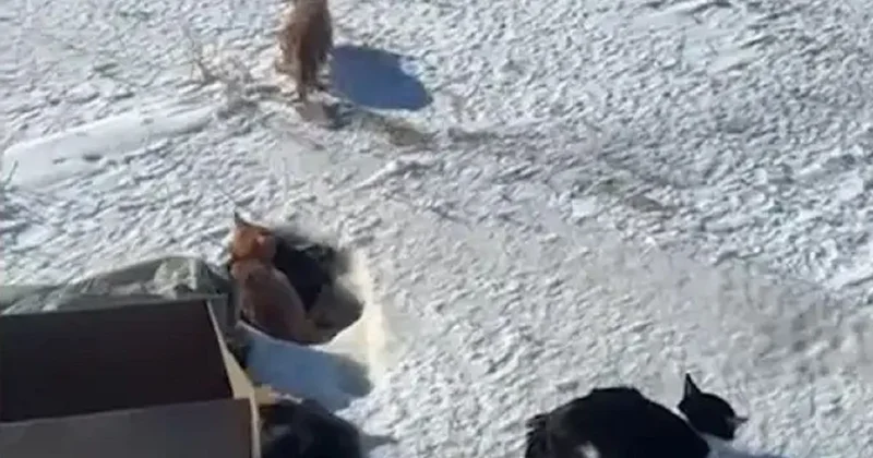 Почти 20 кошек выбросили на трассе близ Семея: многие погибли из за мороза