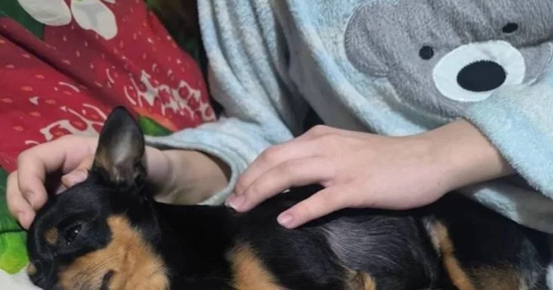 Павлодарда мектеп оқушысы итті қорғап, адамнан зардап шекті