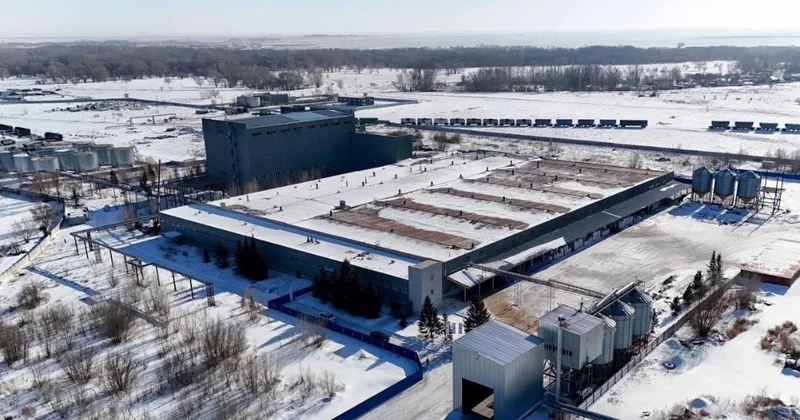 Завод по переработке бобовых и масличных культур запустили в Семее
