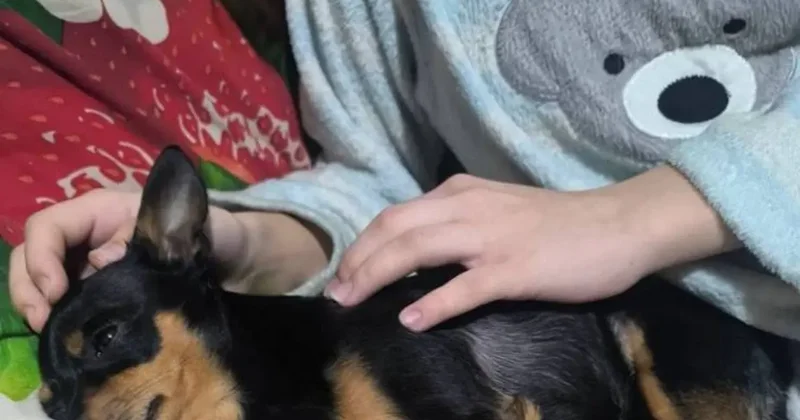 Полиция Павлодара подозревает женщину в избиении девочки из за лаявшей на улице собаки