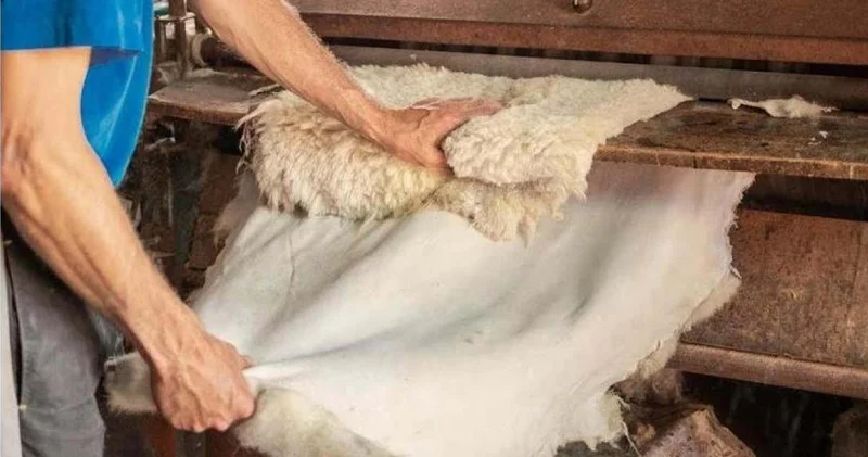 Тері мен жүн өңдеу: елде 9,9 млрд теңгенің инвестициялық жобалары жүзеге асады