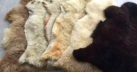 МСХ обещает восстановить мощности по переработке шкуры и шерсти