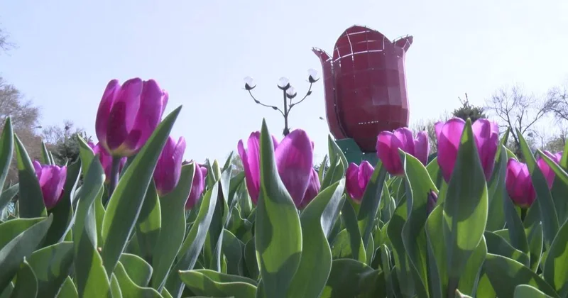 Шымкент көшелеріне 1,6 млн түп гүл егіледі