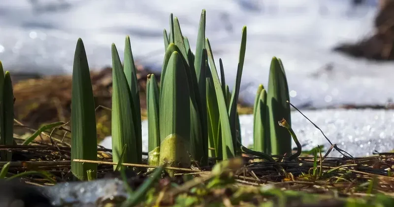 Көктемнің лебі сезіледі: Оңтүстікте 20 градусқа дейін күн жылынады