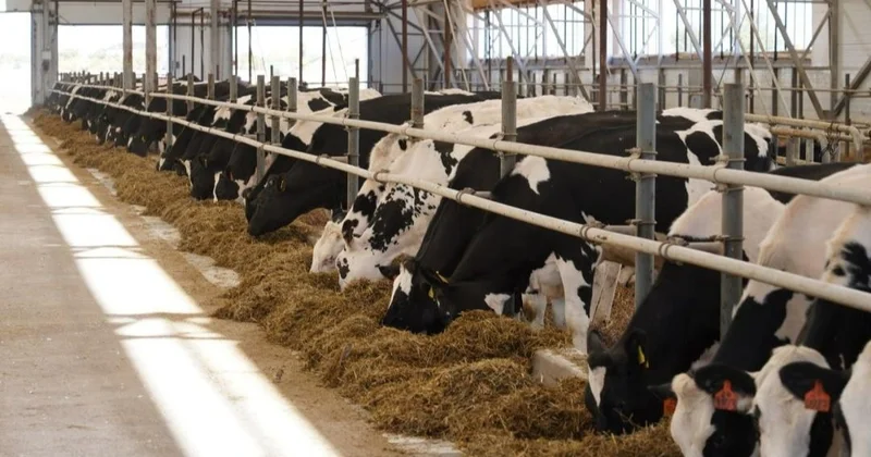 Асыл тұқымды сиыр алуға 6 пайыздық несие беру басталды