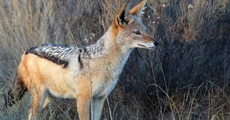 Уникальные кадры с шакалами зафиксировала фотоловушка на Чарыне (видео)
