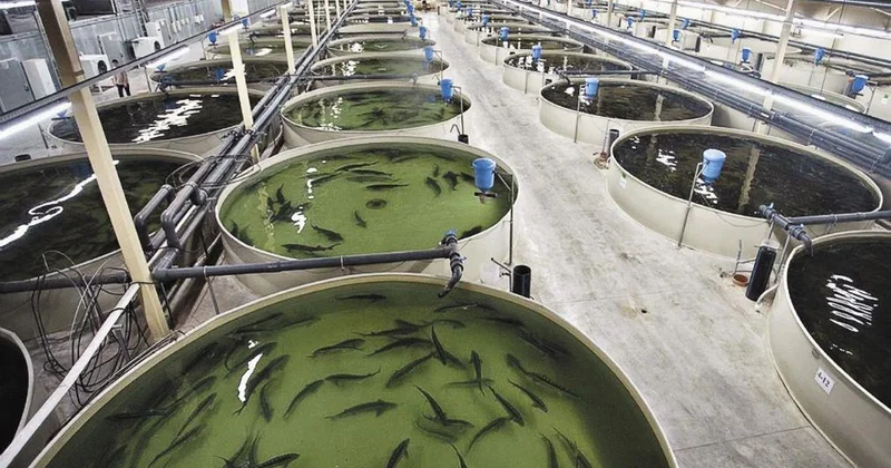 Рыбоводческий комплекс мощностью 130 тонн рыбы в год запустили в Атырауской области