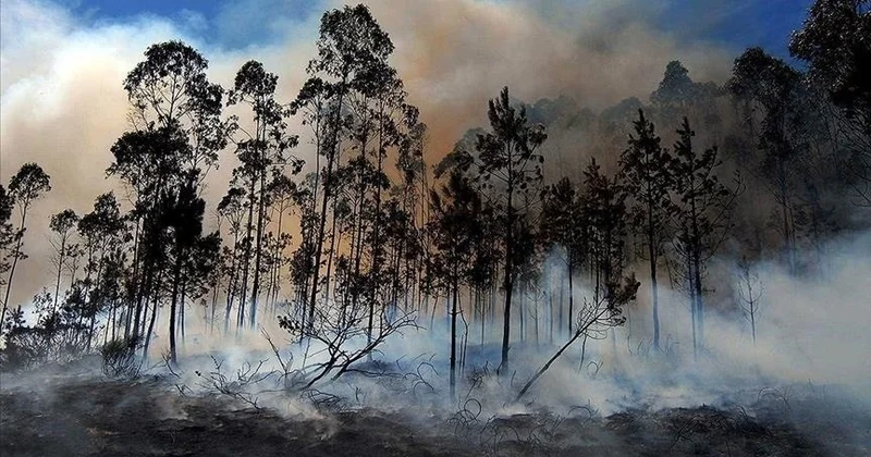 АҚШ тың Небраска штатында орман өртінен 243 мың гектар аумақ жанып кетті