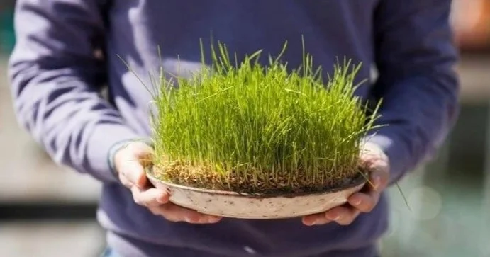 Әзербайжан Наурыз алдындағы соңғы сейсенбі Торпаг Чершенбесін тойлады