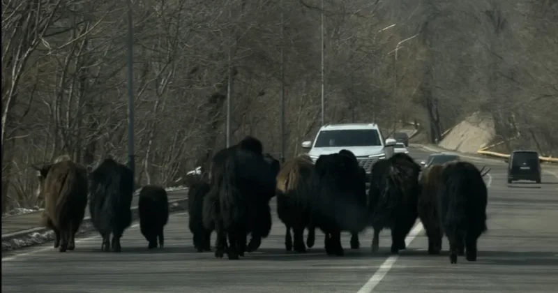 Бегущее наперегонки с машинами стадо яков у Медео шокировало жителей Алматы