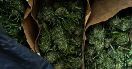 Более 112 кг наркотиков изъято в Жамбылской области