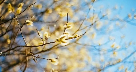 По весеннему теплая погода ожидается в Шымкенте