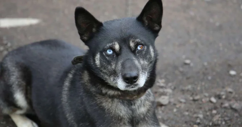 На беременную женщину напали собаки: как скажутся прививки от бешенства на плод неизвестно