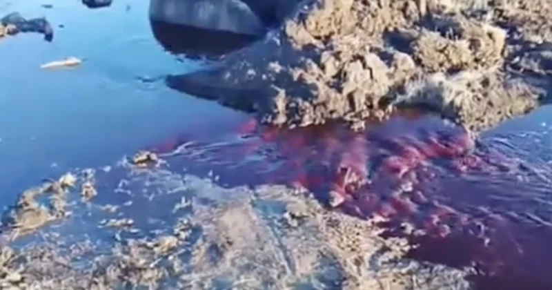 Колодец с кровью шокировал жителей Щучинска (ВИДЕО)