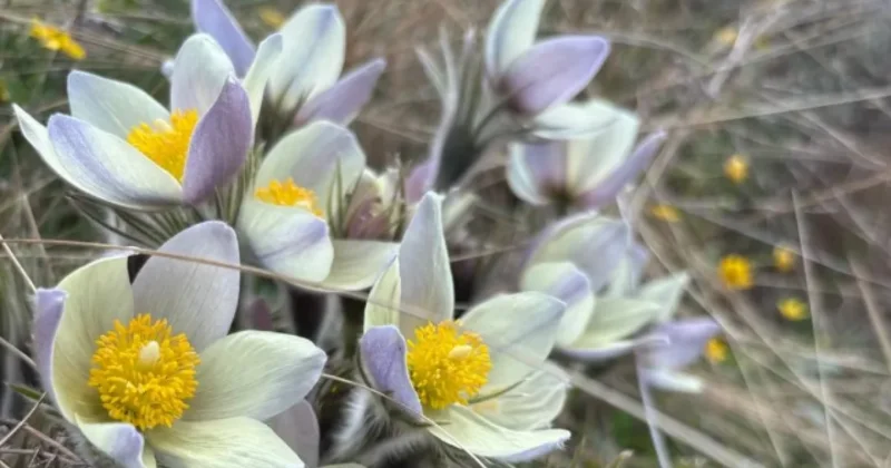 Ядовитые краснокнижные растения цветут в Бурабае