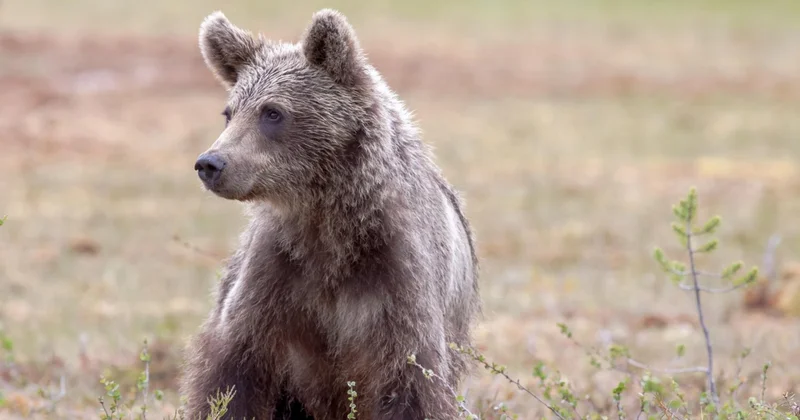 Медведь после зимней спячки попал в объектив фотоловушки