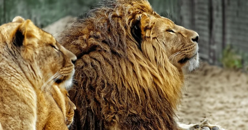 Алматинец ответил за дерзкую выходку в зоопарке (ВИДЕО)