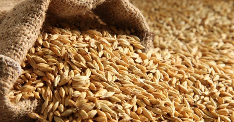 Еліміздің бидай қоры 10,8 миллион тоннаны құрады