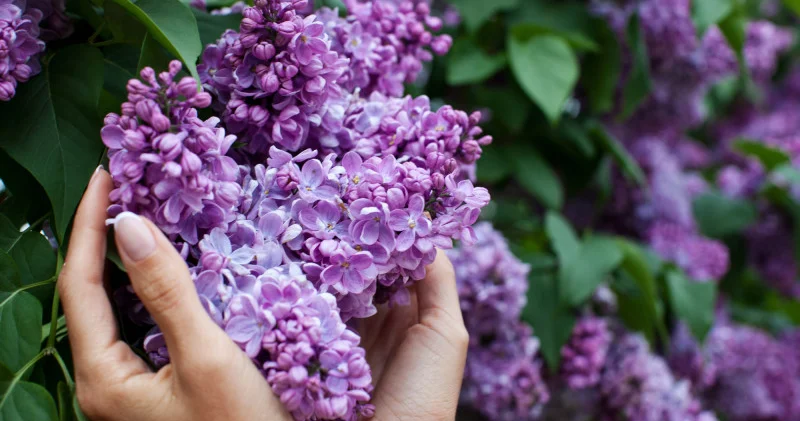 8,7 миллион теңгеге дейін айыппұл. Қазақстандықтарға жұлынған сирень үшін жаза туралы ескертілді