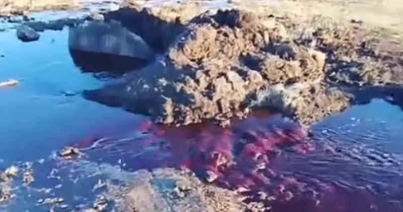 Щучинск тұрғындарын қанға толған құдық шошытты