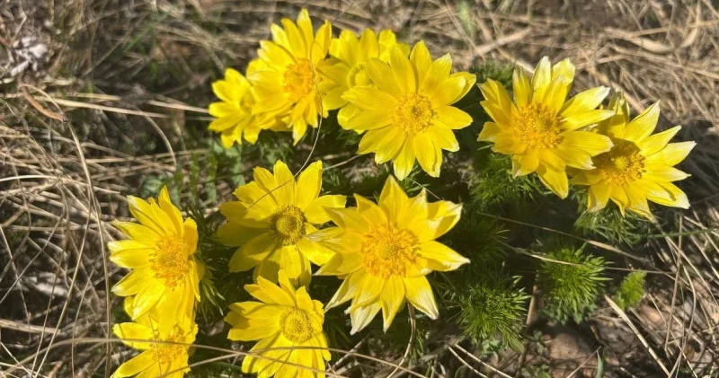 “Қол тигізбеңіз!“ Ақмола облысында Қызыл кітапқа енген өсімдіктер гүлдеді